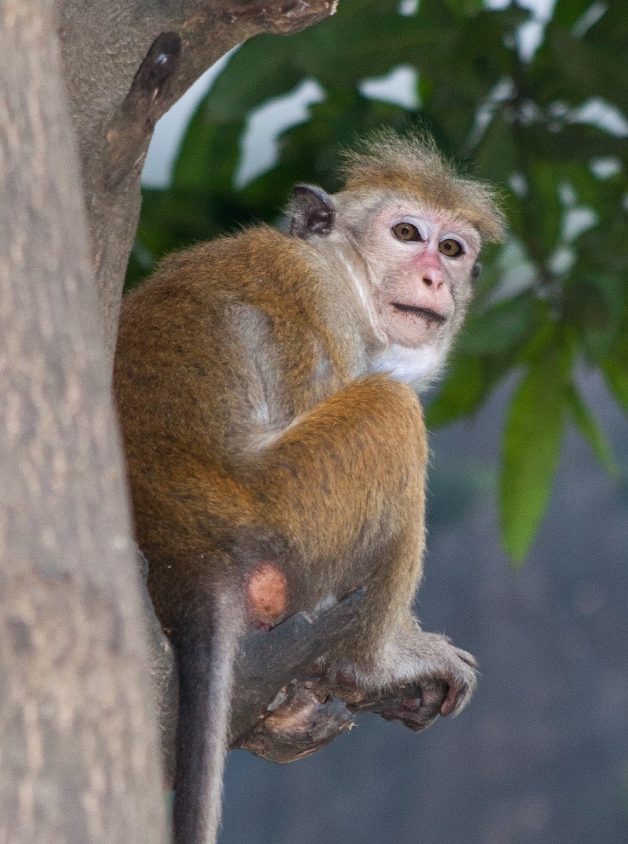 Sri Lanka Toque Macaque (juv)