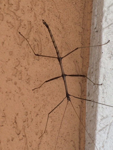 Giant Walking Stick