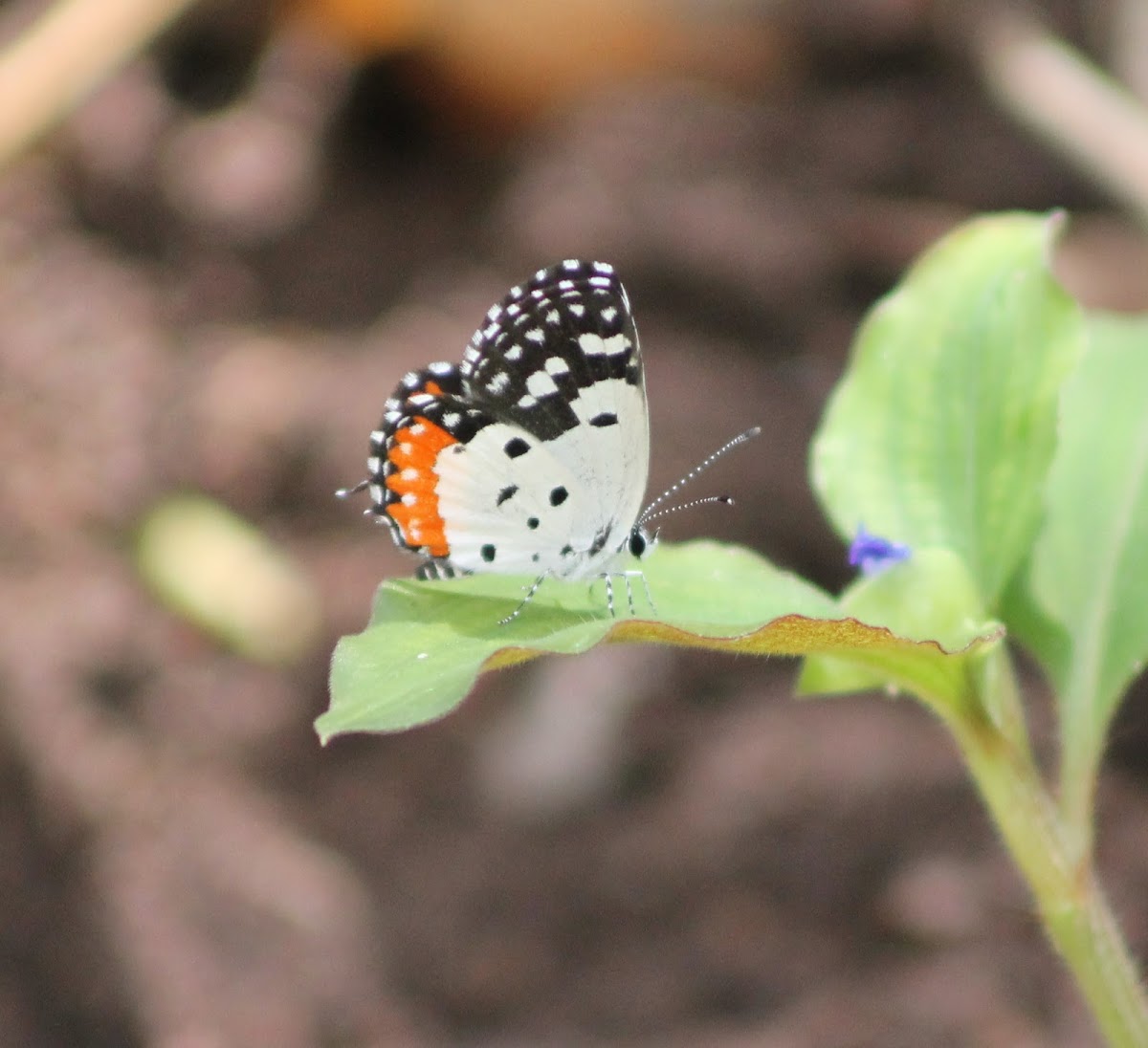 Red Pierrot