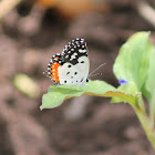 Red Pierrot