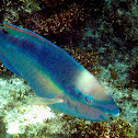 Princess Parrot Fish (terminal)