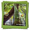 Bamboo Forest Live Wallpaper