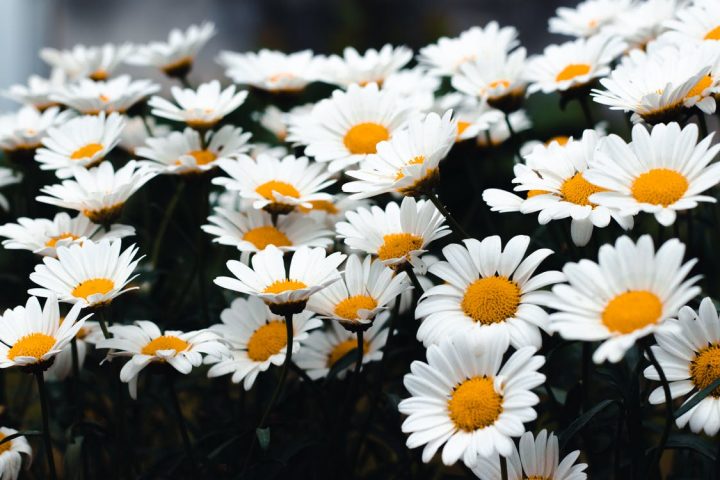 花言葉が平和を象徴する四季の花々 想いを込めたプレゼントにもなる花をご紹介 Trill トリル