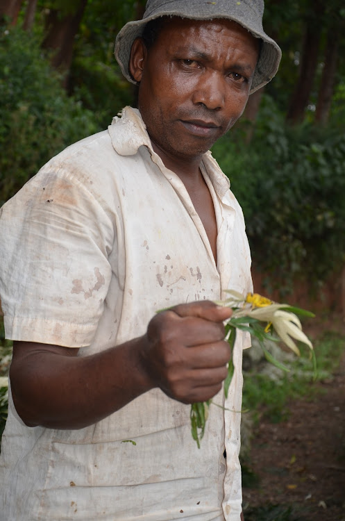 Daniel Gachanja shows a locust left behind by a swarm that landed in Mukurwe-ini subcounty in Nyeri last week