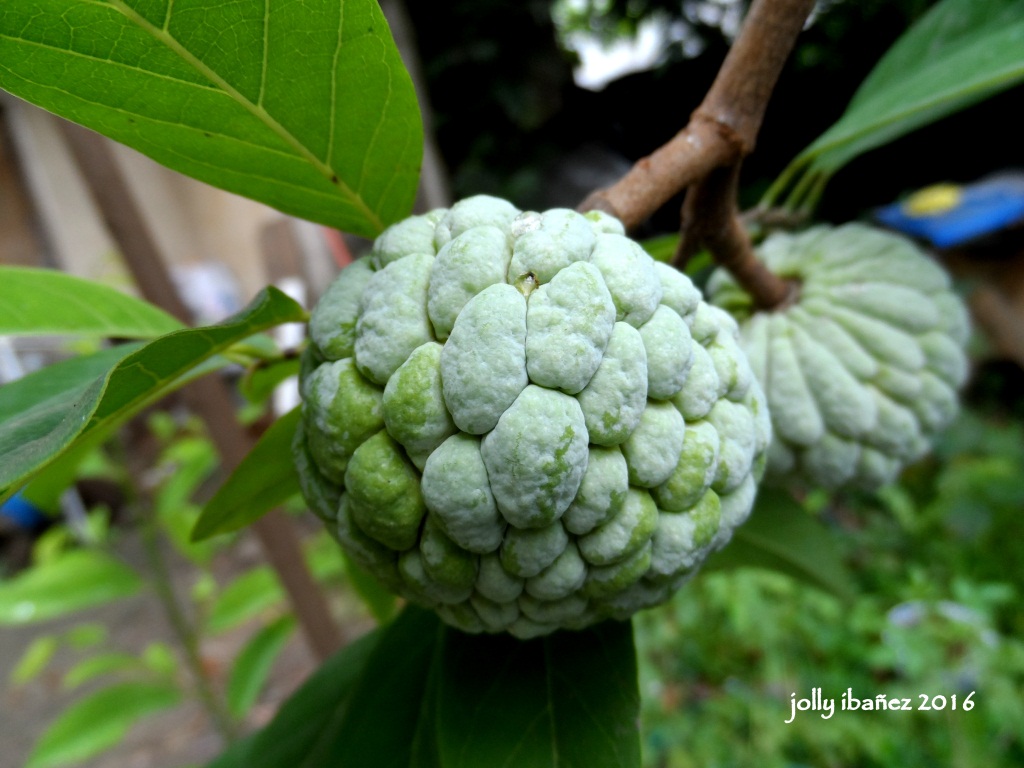 Atis (Sugar Apple)