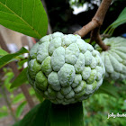 Atis (Sugar Apple)