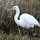 Great Egret