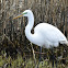 Great Egret