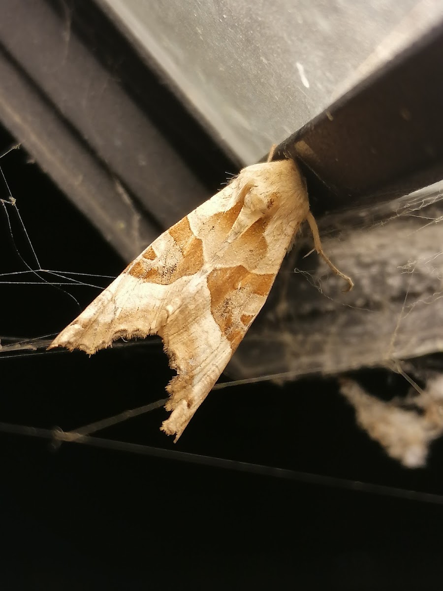 Angle shades moth