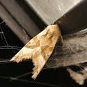 Angle shades moth