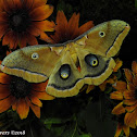 Polyphemus Moth