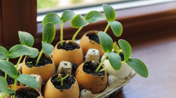 plants sprouting from eggshells