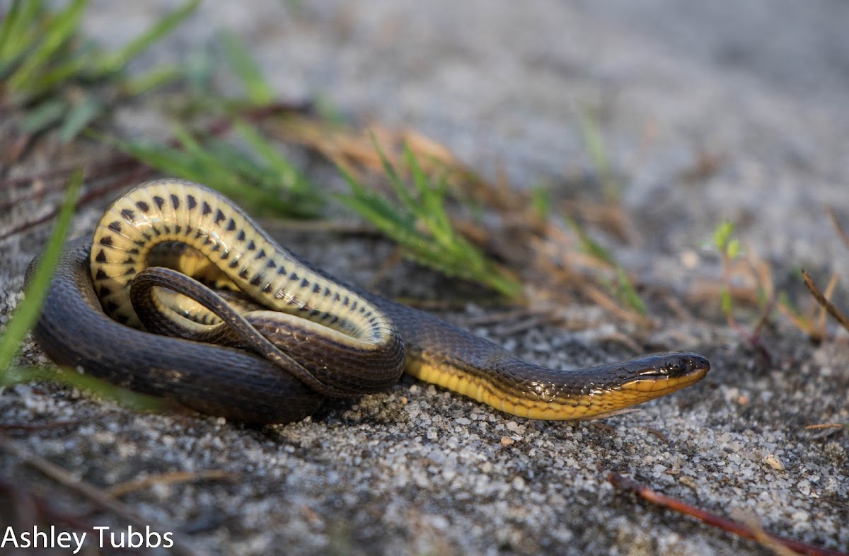 Glossy Crayfish Snake