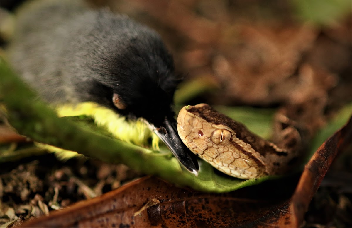 Fer de lance and prey