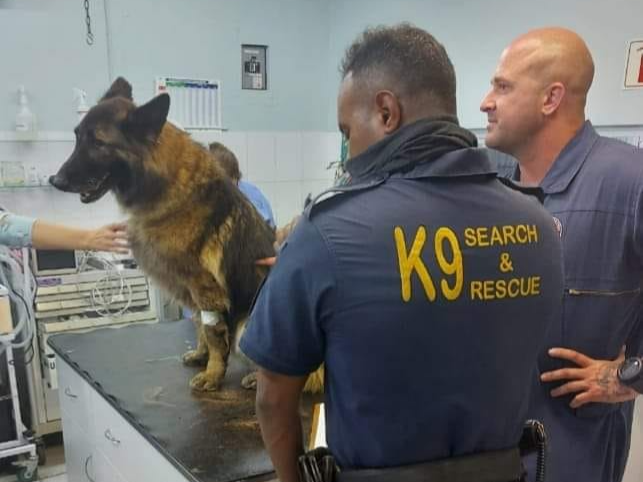 K9 Search and Rescue member Dante was rushed to a veterinary hospital in Durban after he was attacked by a swarm of bees.