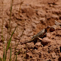 Desert Spiny Lizard