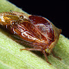 Treehopper