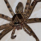 Cane Spider