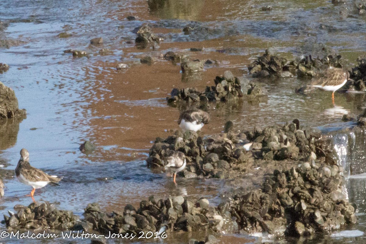 Turnstone