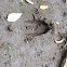 White-tailed Deer print