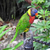 Rainbow lorikeet