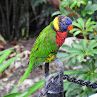 Rainbow lorikeet