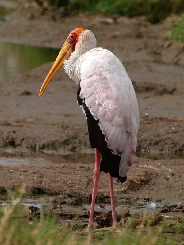 Tántalo africano (Yellow-billed stork)