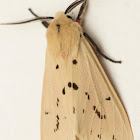 Spilosoma moth