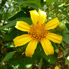 Mexican Sunflower