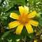 Mexican Sunflower