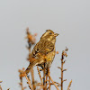 Purple Finch (female)