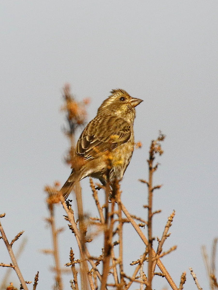 Purple Finch (female)