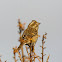 Purple Finch (female)