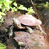 Red-eared slider