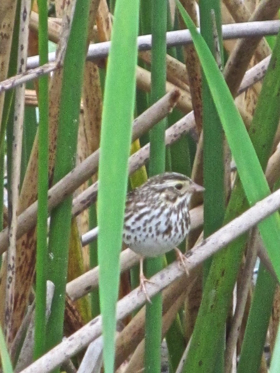 Savannah Sparrow