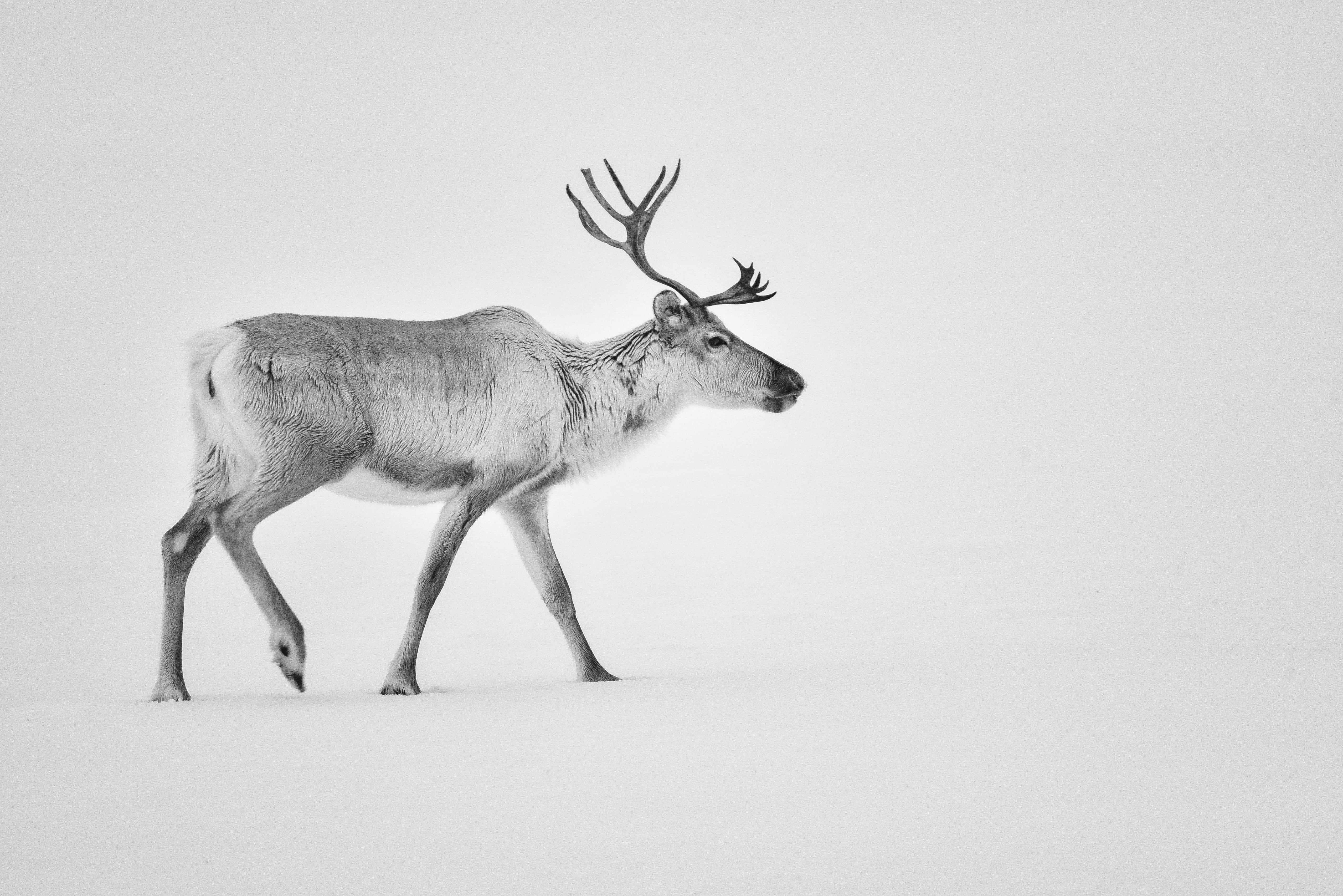 A spasso nella neve di Highlander