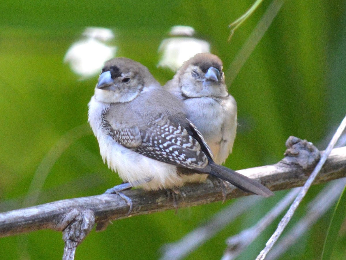 Double-bar Finches