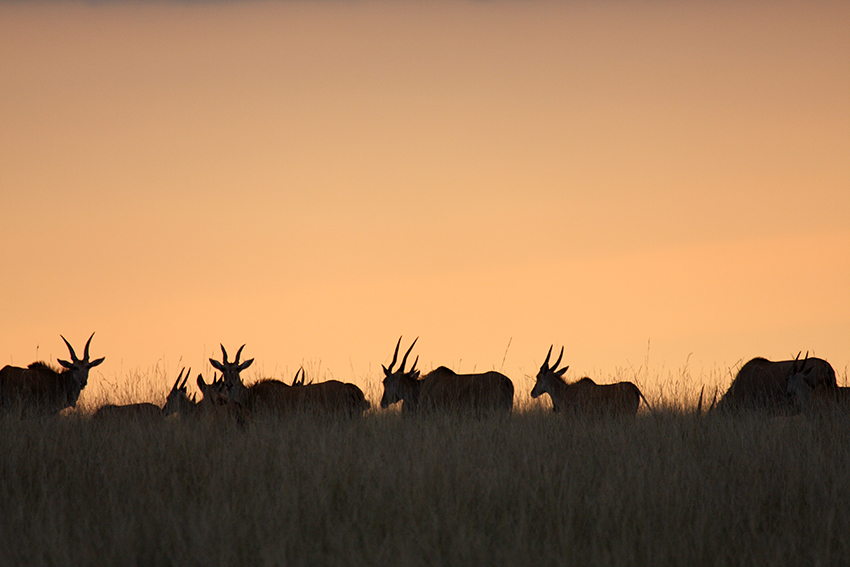 TRAMONTO IN SAVANA di LOMELLINO37