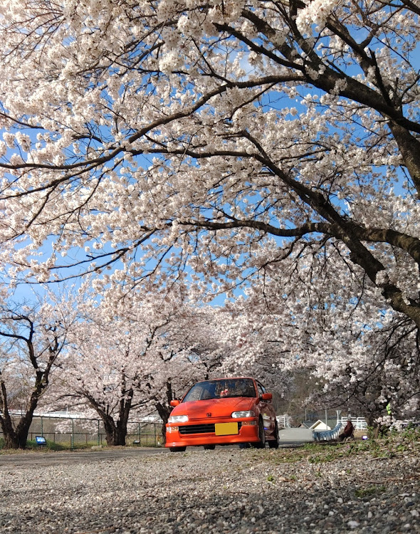 トゥデイの4月もよろしくお願い致します🌸・桜・サクラと愛車・桜とコラボ・フォロー待ってますに関するカスタム事例の投稿画像6枚目