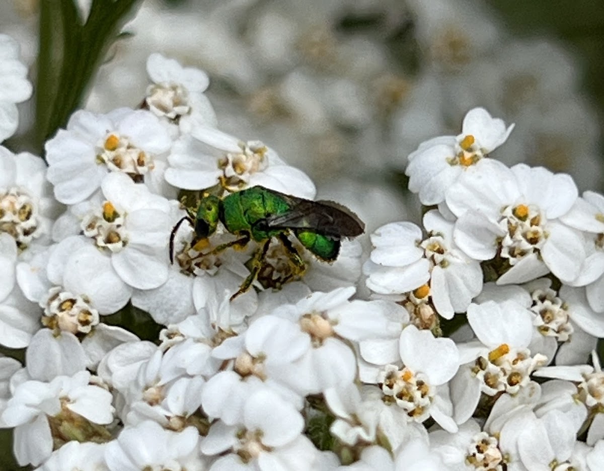 Cuckoo Wasp