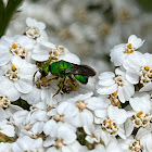 Cuckoo Wasp