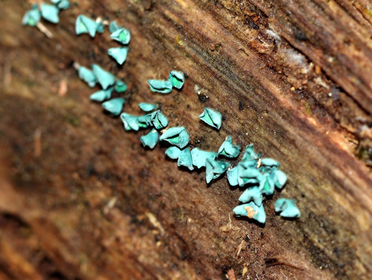 Green Elfcup