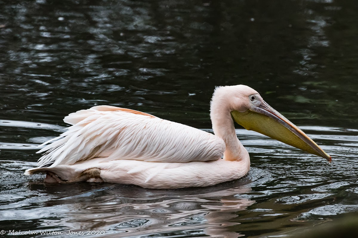 Great White Pelican