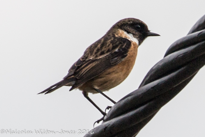 Stonechat