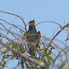 European bee-eater