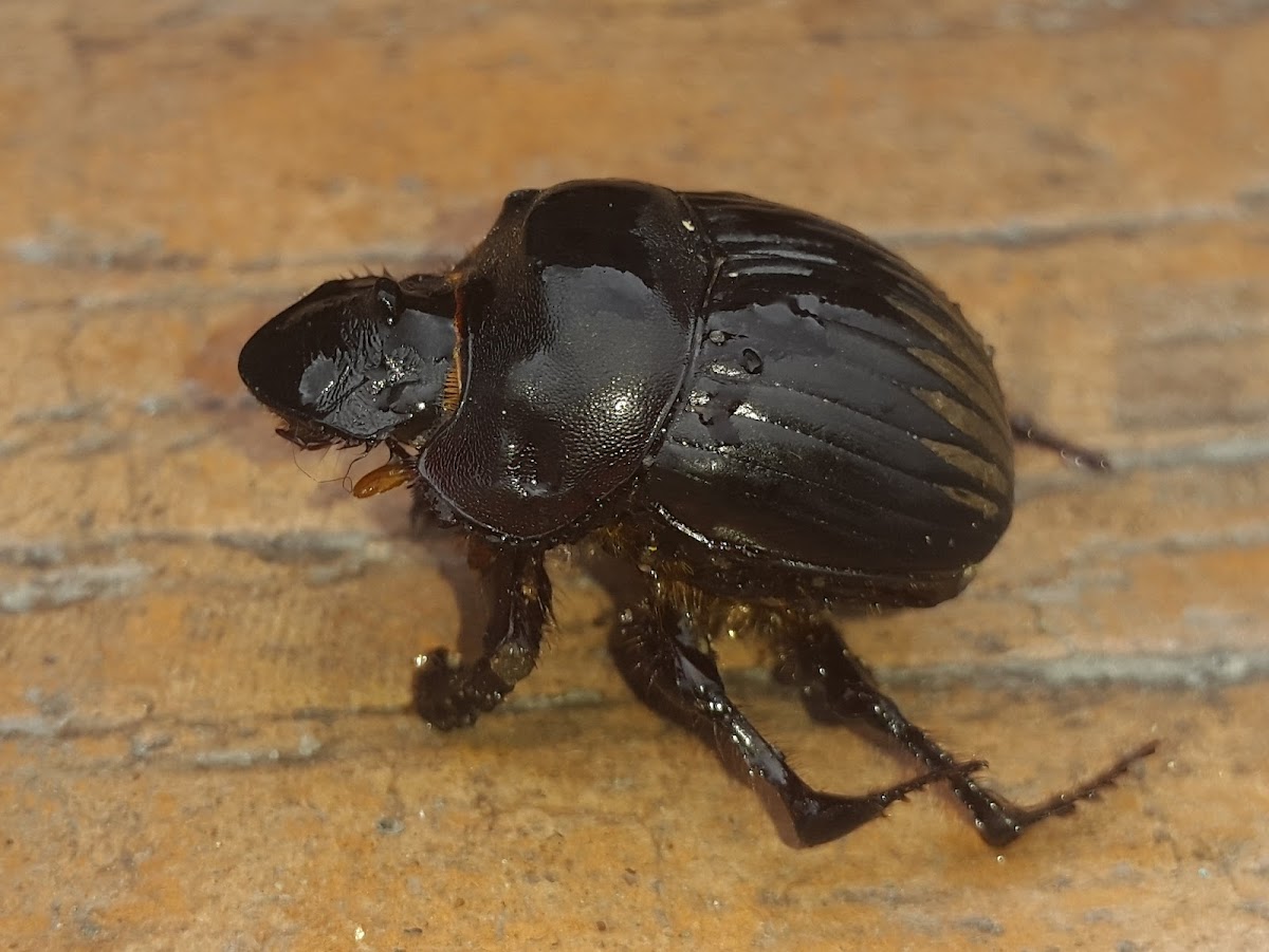 Dung Beetle