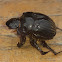 Dung Beetle