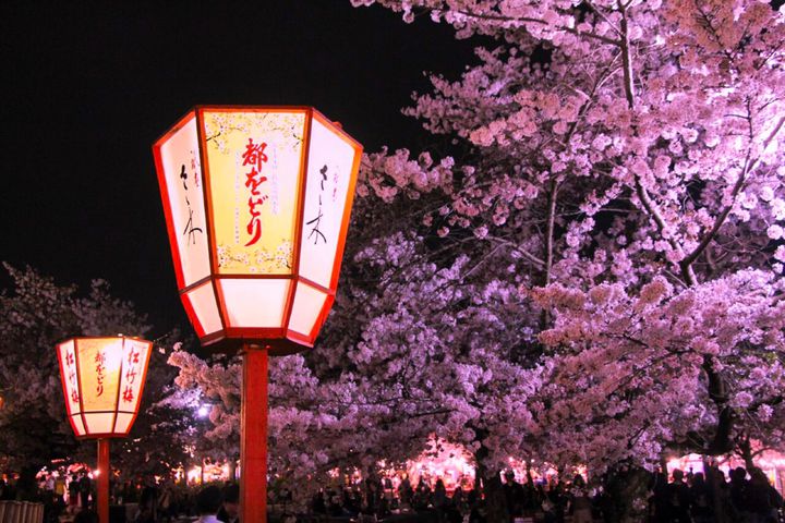 京都でしか見られない 夜桜 が見たい 京都でオススメの夜桜スポット7選 Trill トリル