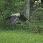 Hooded crow