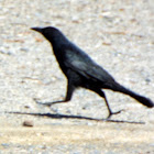 common grackle?